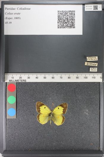 Media type: image;   Entomology 125297
